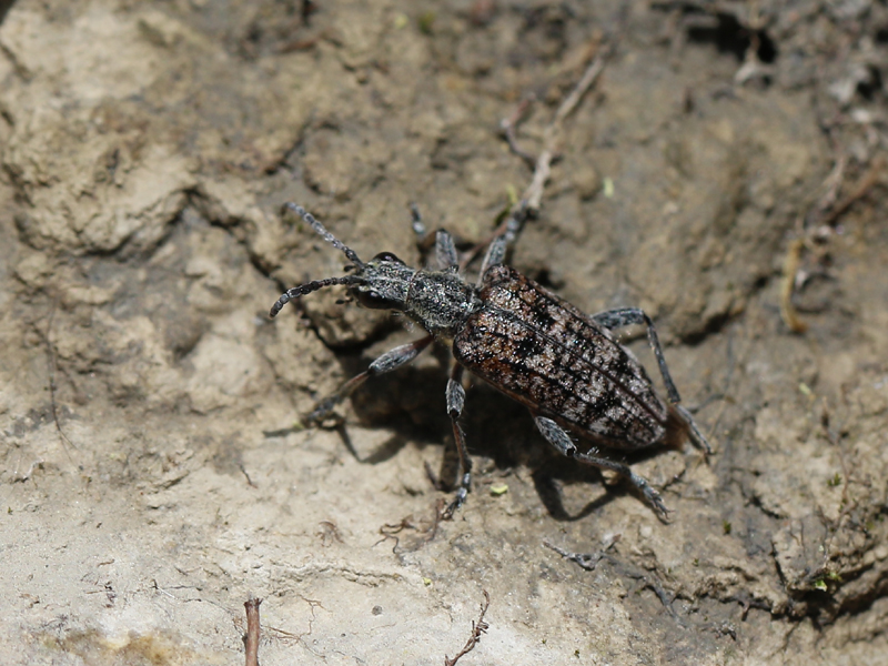 Rhagie inquisitrice