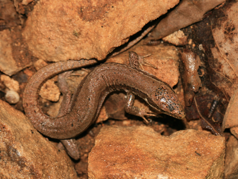 Lzard des murailles
