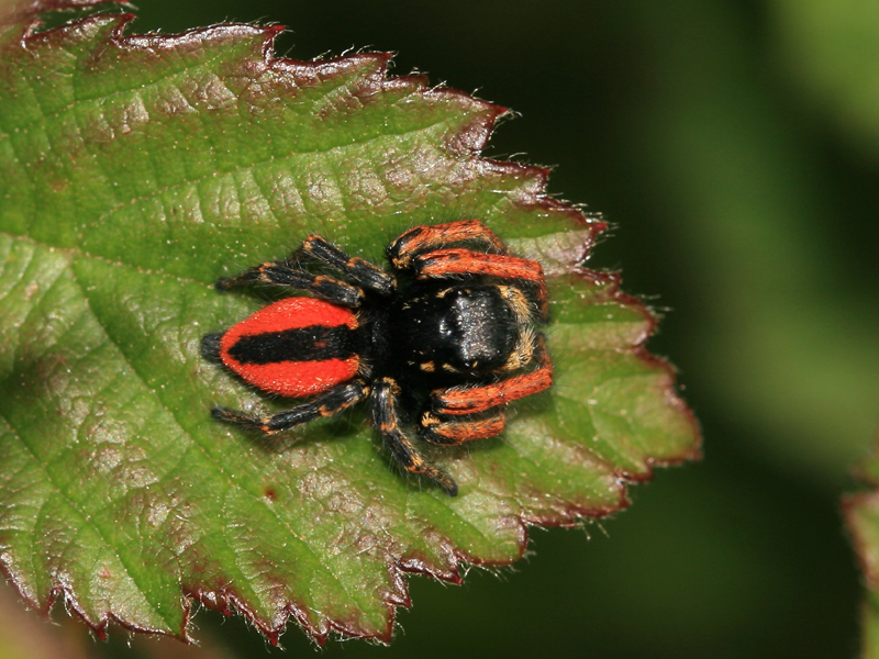Philaeus chrysops Philaeus chrysops