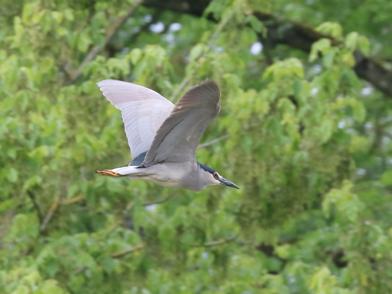 Bihoreau gris