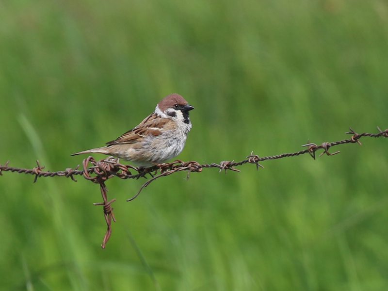 Moineau friquet