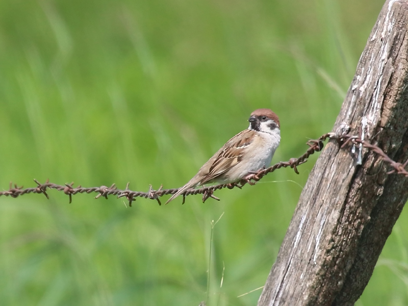 Moineau friquet