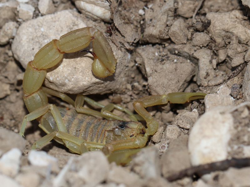 Scorpion languedocien Scorpion languedocien