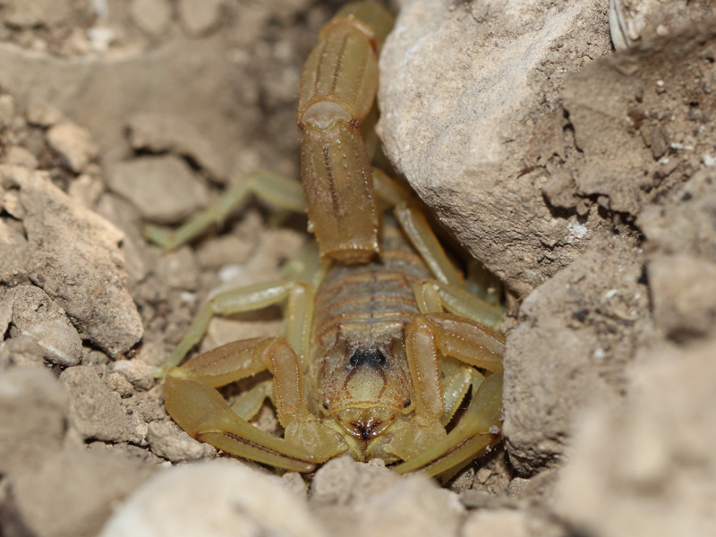 Scorpion languedocien Scorpion languedocien