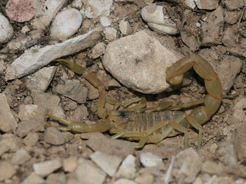 Scorpion languedocien Scorpion languedocien