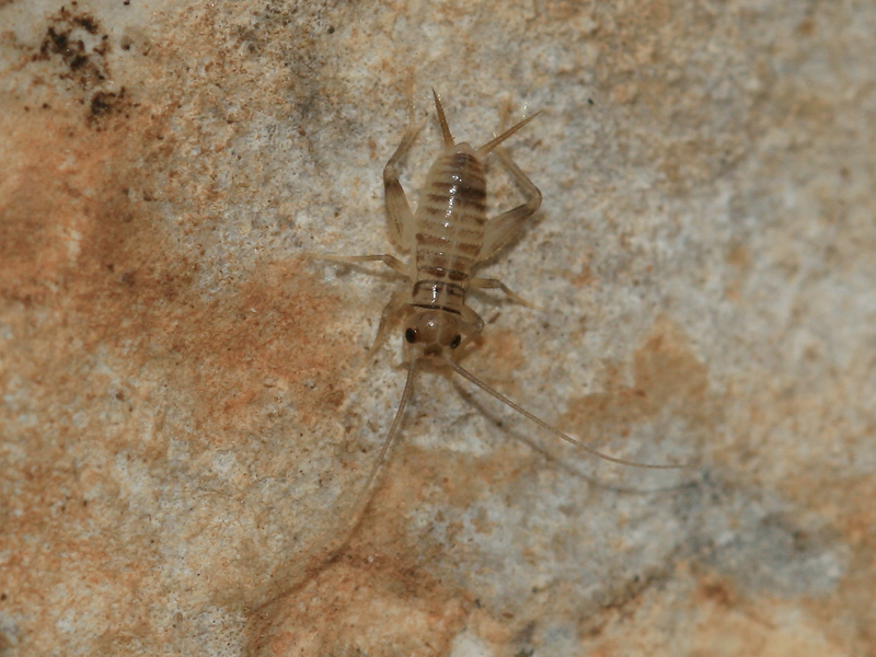 Grillon des jas Grillon des jas