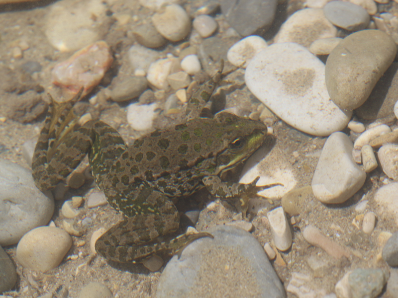 Grenouille rieuse