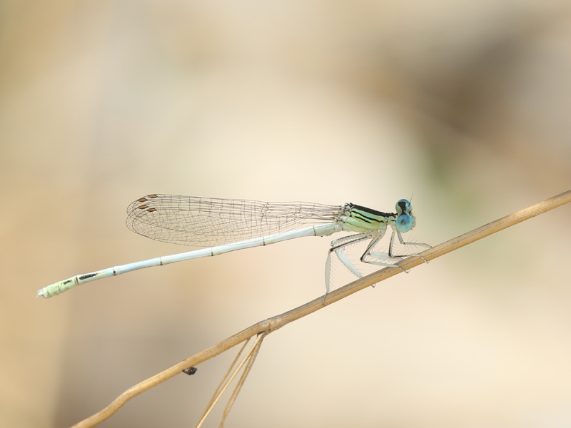 Pennipatte blanchâtre Pennipatte blanchâtre