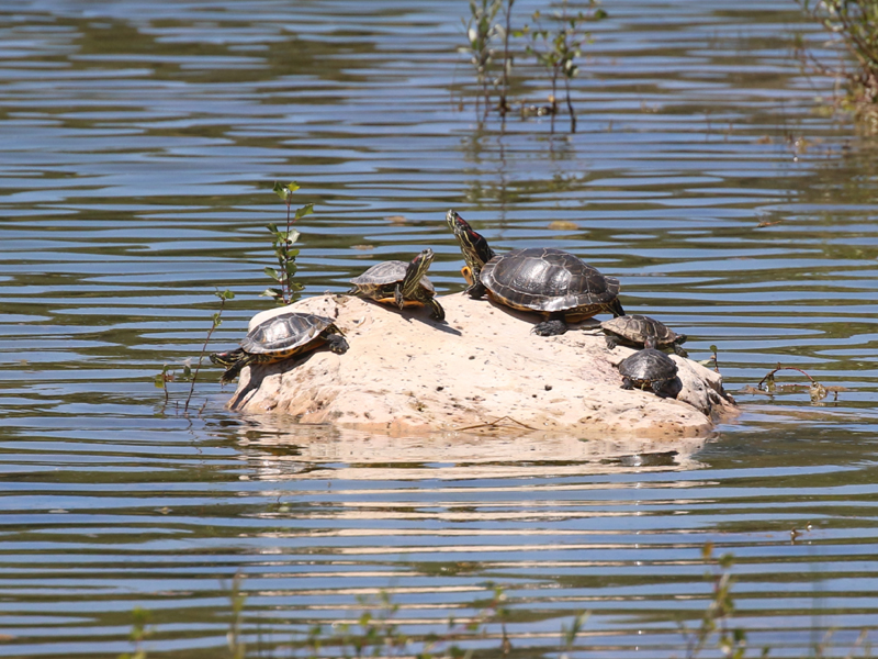 Tortue de Floride