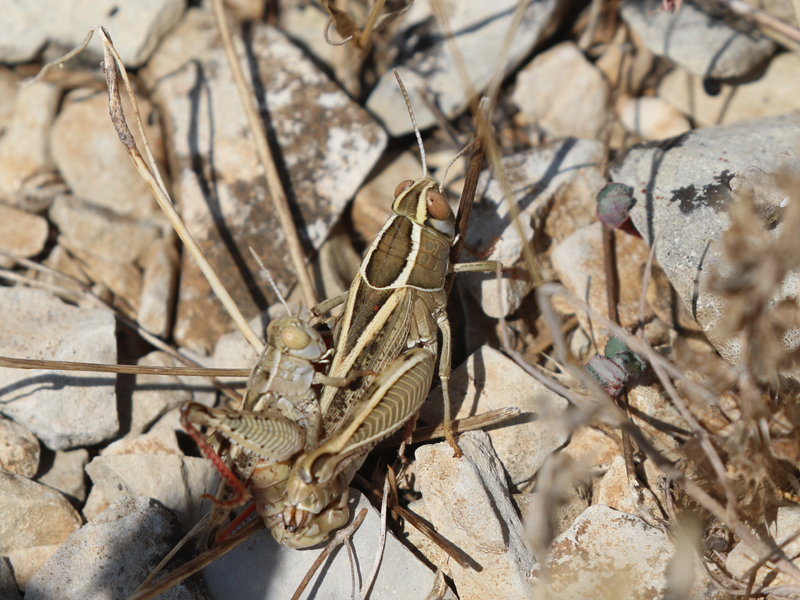 Caloptène occitan Caloptène occitan