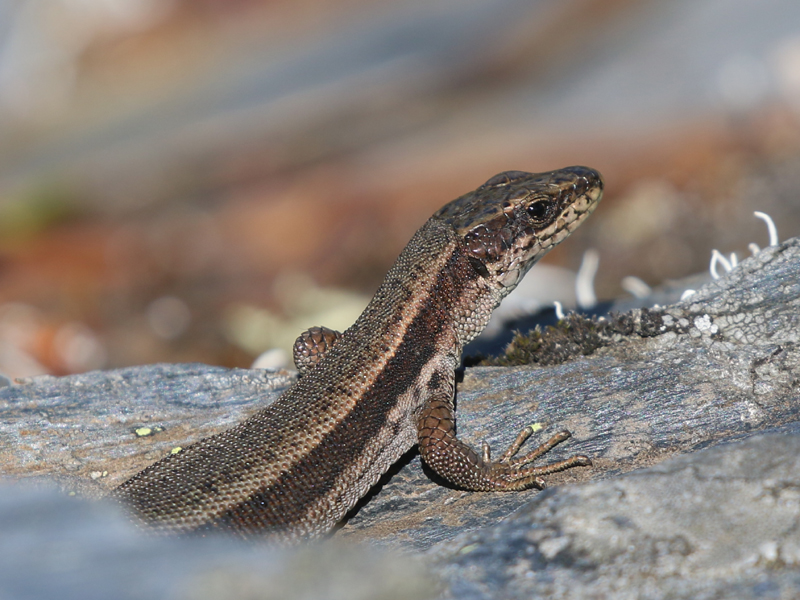 Lézard du Val d'Aran Lézard du Val d'Aran