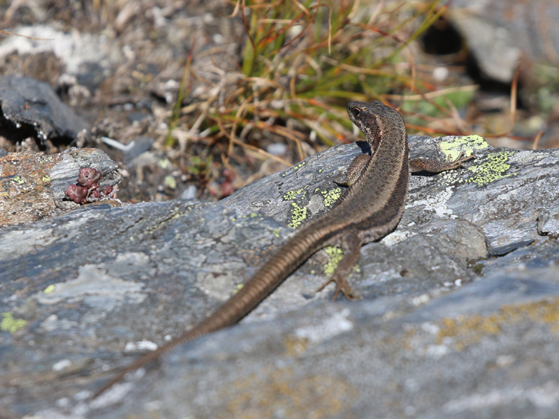 Lézard du Val d'Aran Lézard du Val d'Aran
