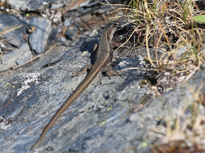 Lézard du Val d'Aran Lézard du Val d'Aran
