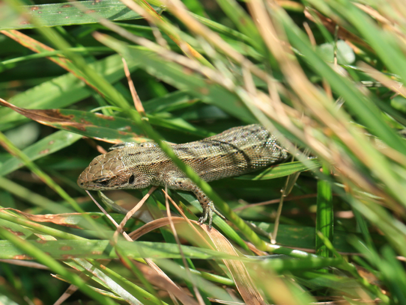 Lzard vivipare