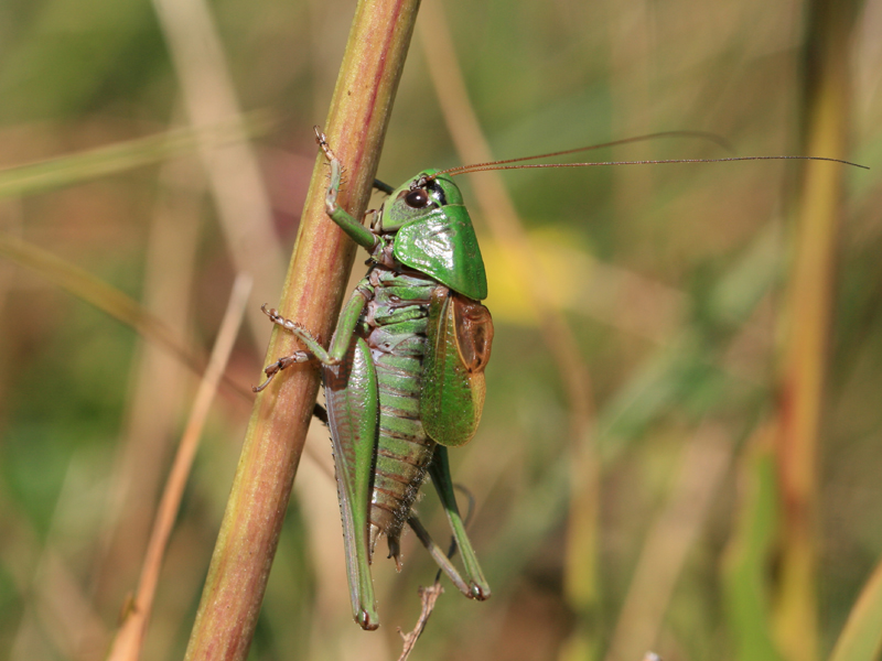 Decticelle pyrnenne