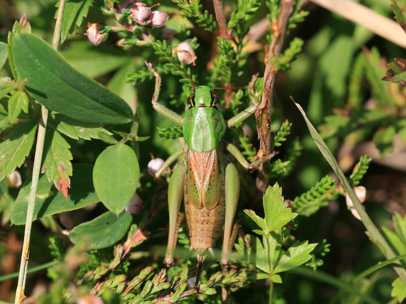 Decticelle pyrnenne