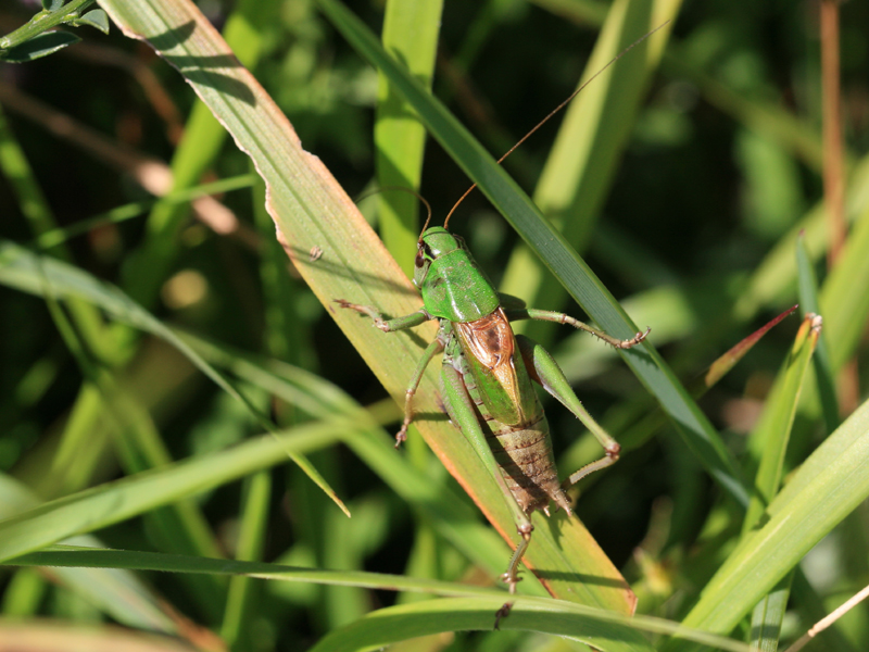 Decticelle pyrnenne