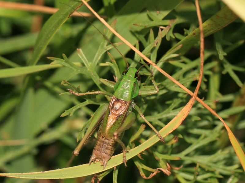 Decticelle pyrnenne