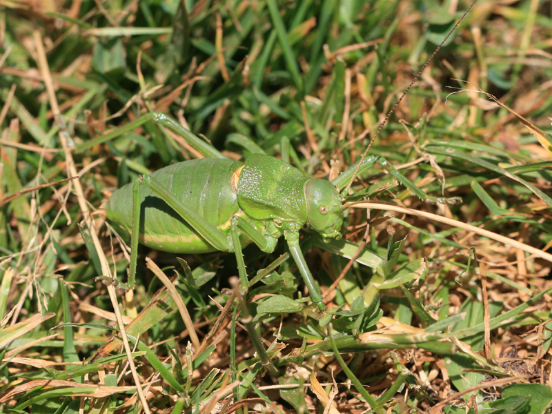 Ephippigère gasconne Ephippigère gasconne
