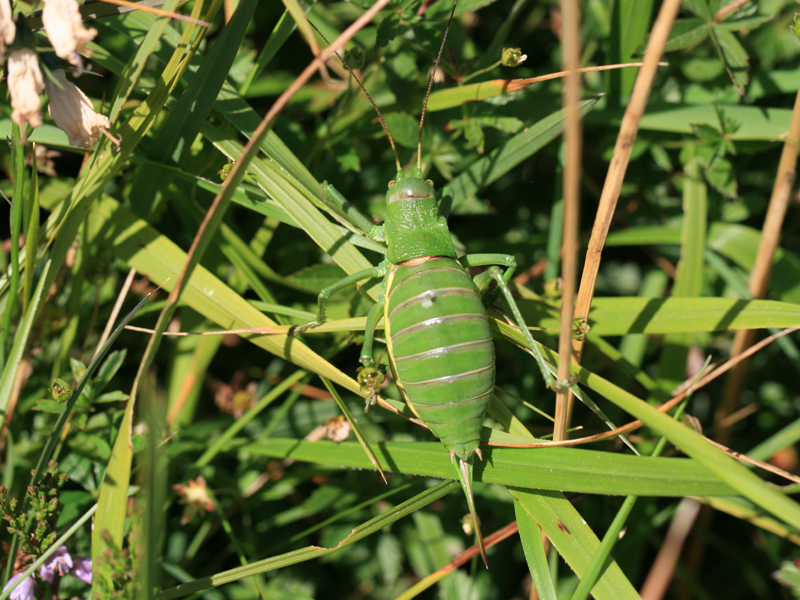 Ephippigère gasconne Ephippigère gasconne