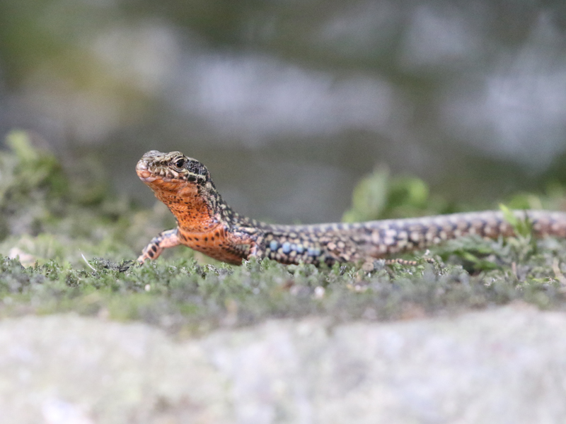 Lzard des murailles