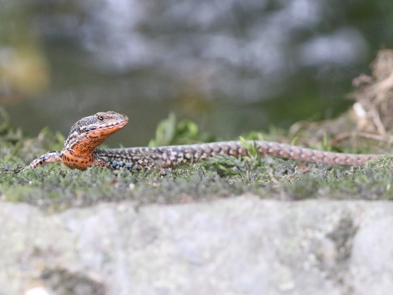 Lézard des murailles