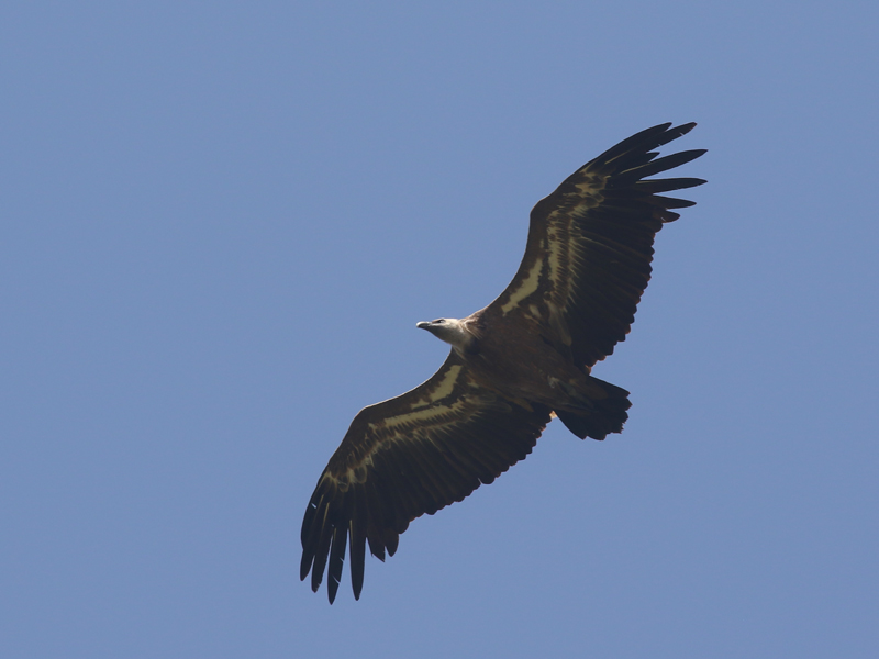 Vautour fauve