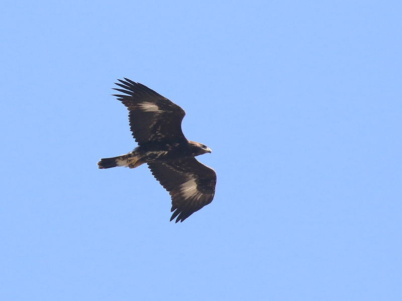 Aigle royal