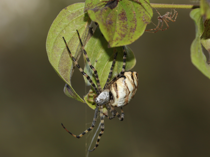 Argiope lobée Argiope lobée