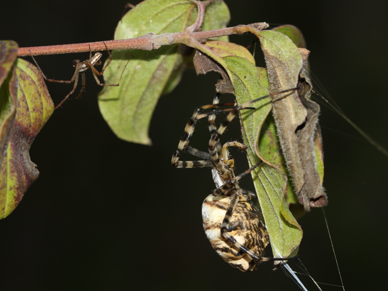 Argiope lobée Argiope lobée