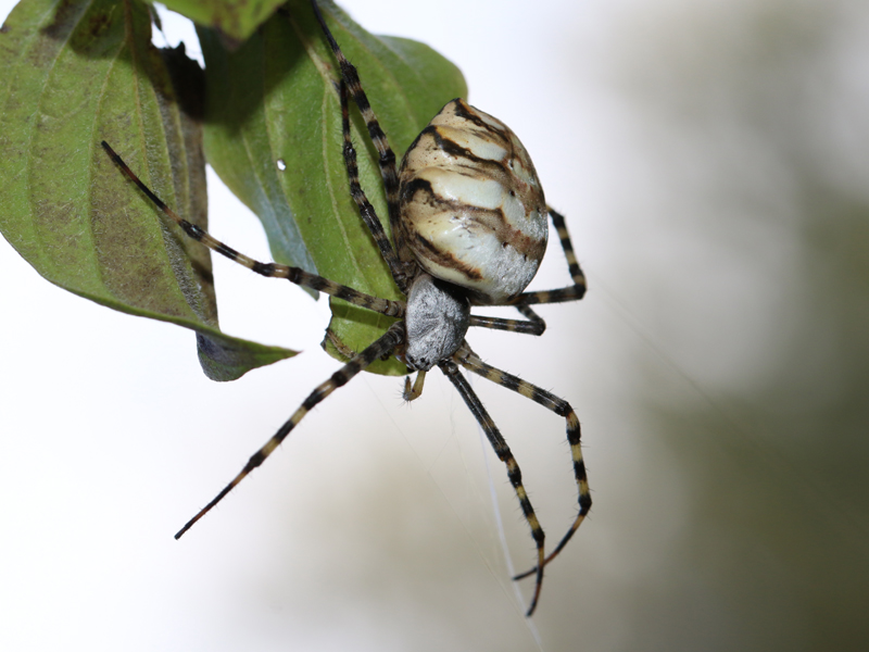 Argiope lobée Argiope lobée