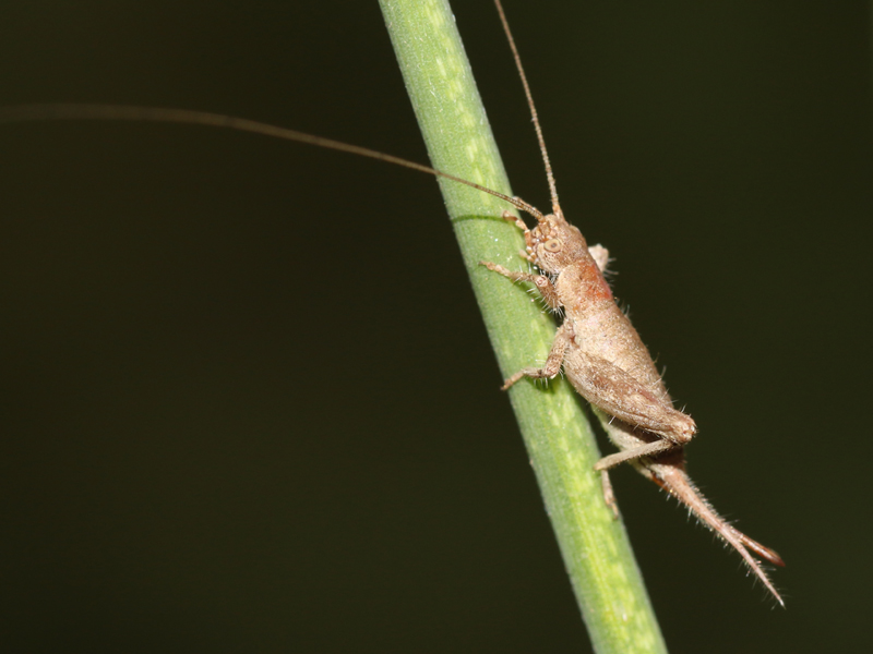 Grillon des cistes Grillon des cistes