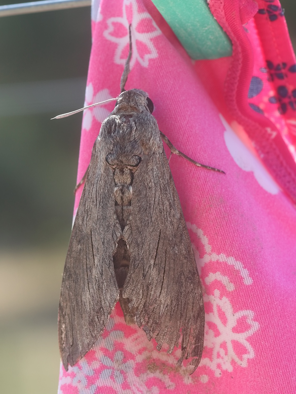Sphinx du liseron