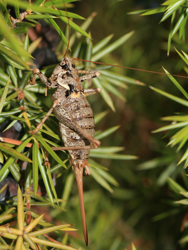 Antaxie cvenole