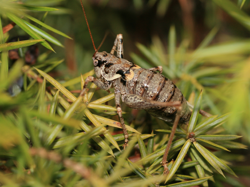 Antaxie cvenole