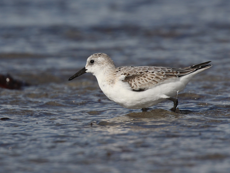 Bcasseau sanderling