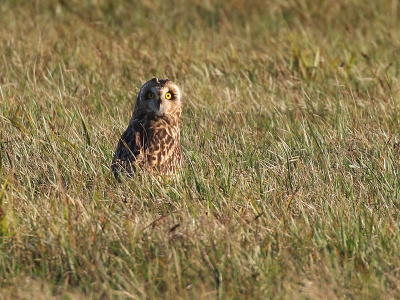 Hibou des marais