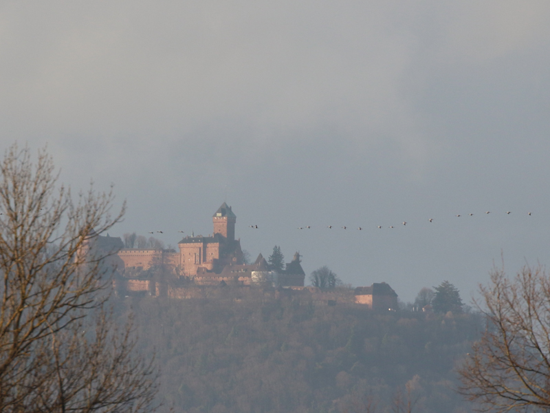 Grue cendre