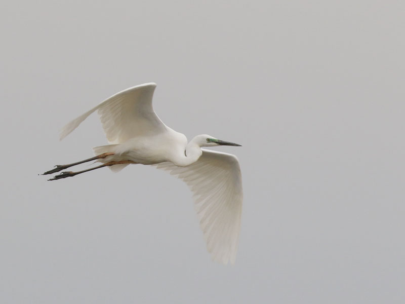 Grande aigrette Grande aigrette