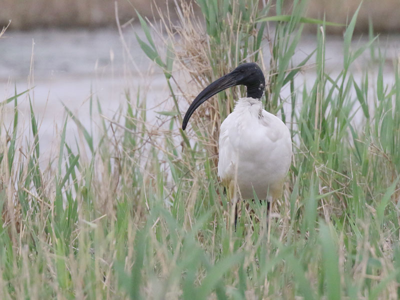 Ibis sacr
