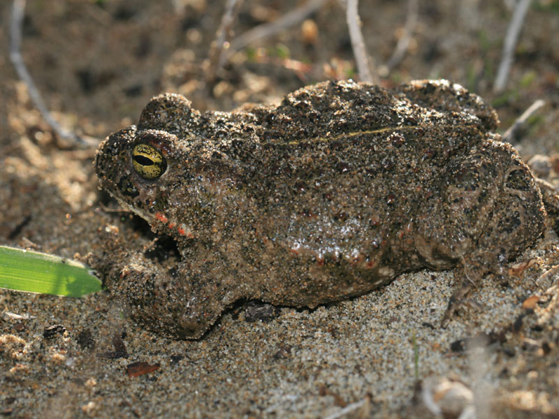 Crapaud calamite Crapaud calamite