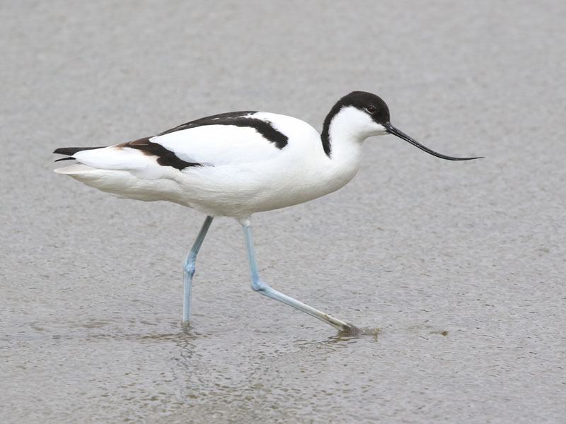 Avocette lgante