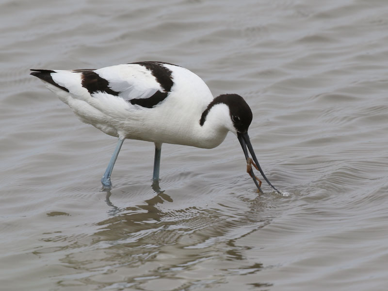 Avocette lgante