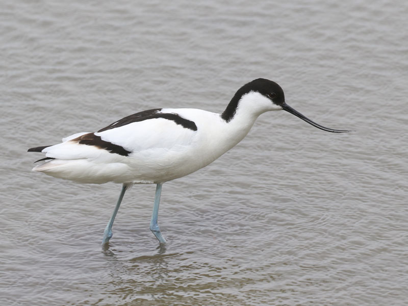 Avocette lgante