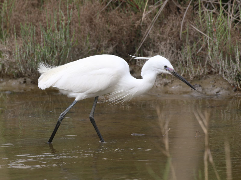 Aigrette garzette