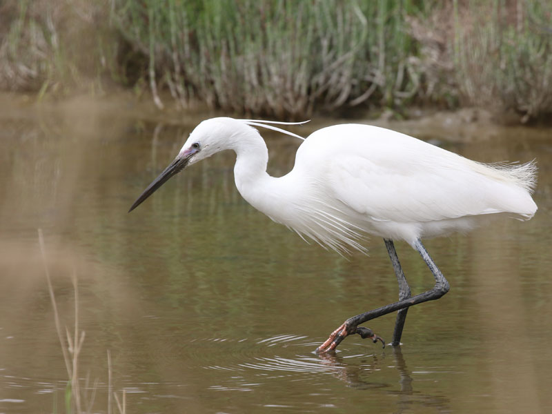 Aigrette garzette