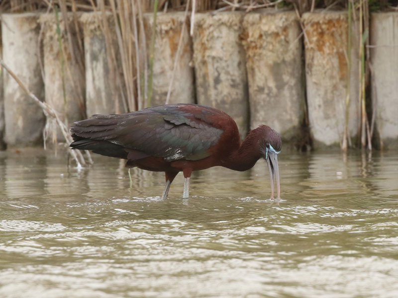 Ibis falcinelle