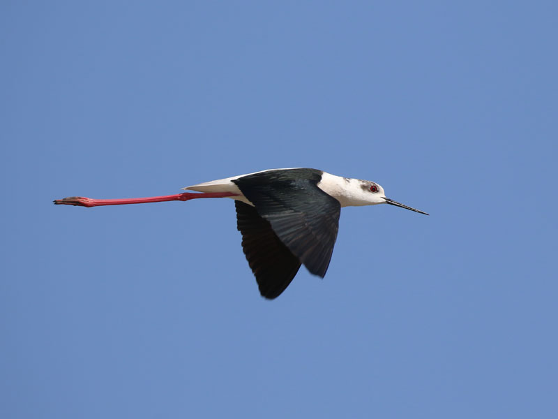 Echasse blanche