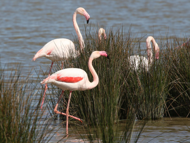 Flamant rose