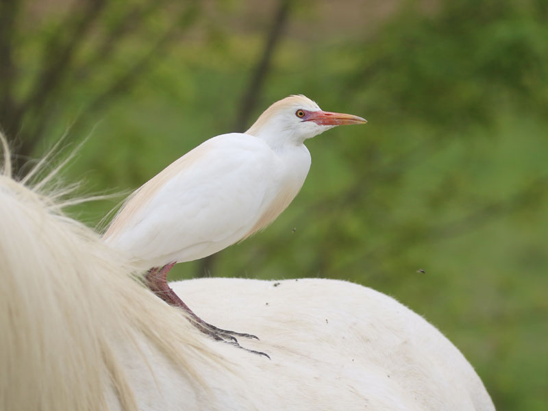 Hron gardeboeufs